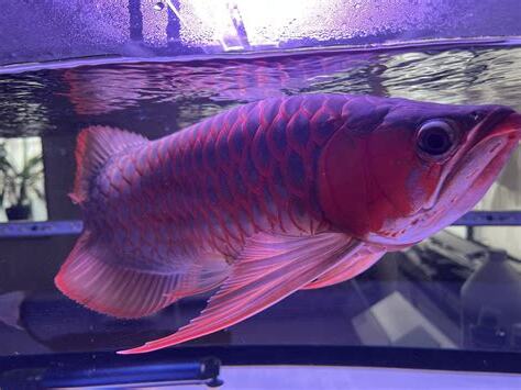 紅 龍 魚